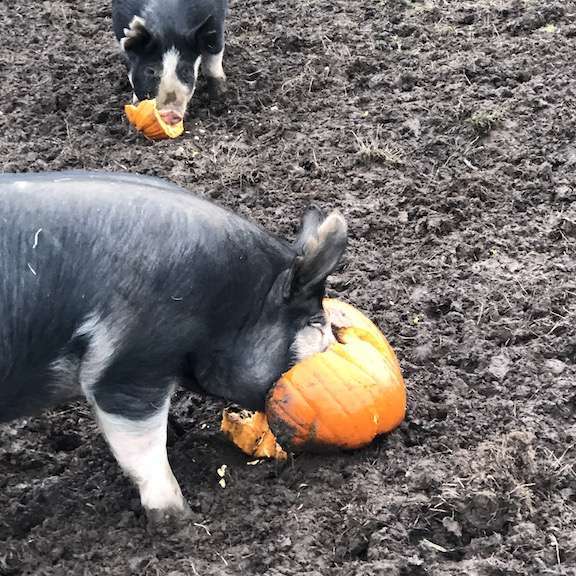 Pig Slaughter Day at Our Small Farm