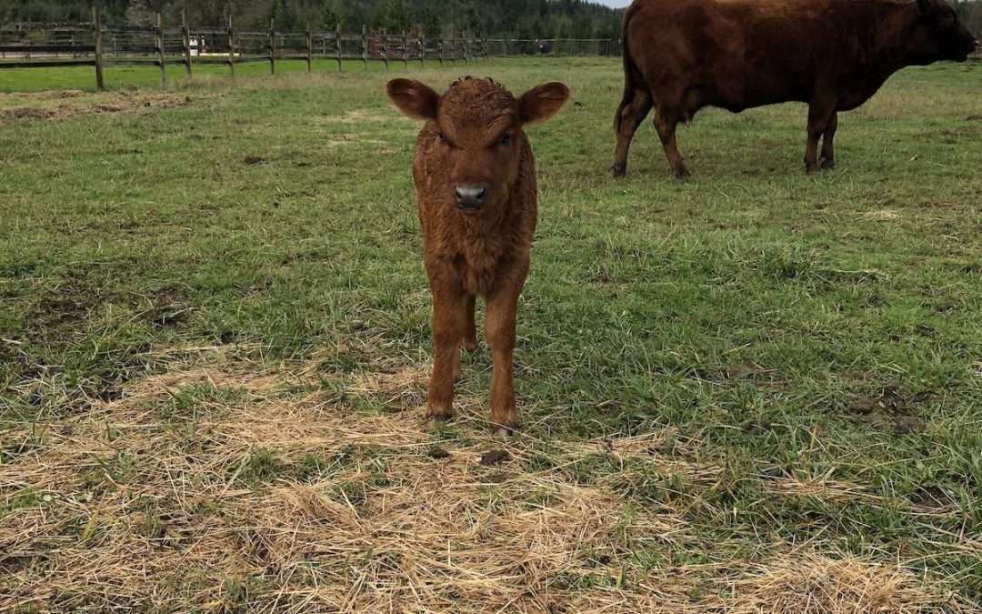 And Rosie Makes Three…Cows, that Is