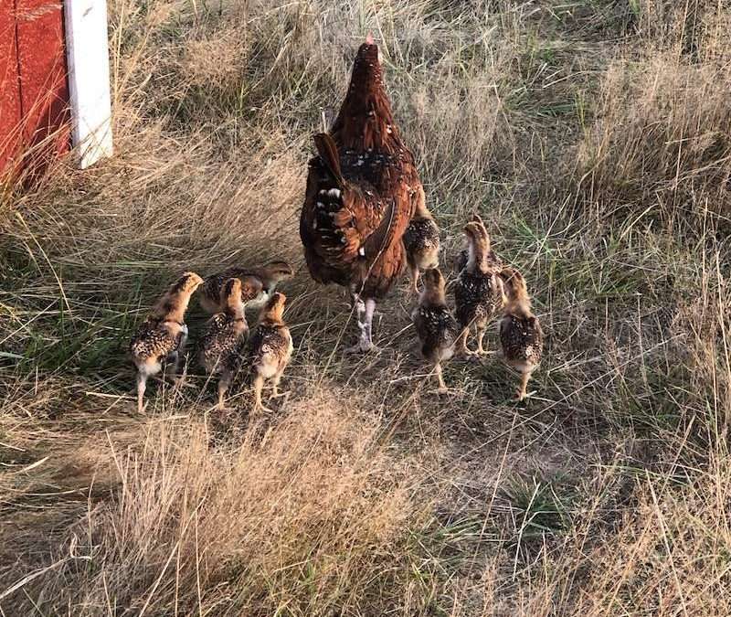 Nine New Chicks…Surprise!