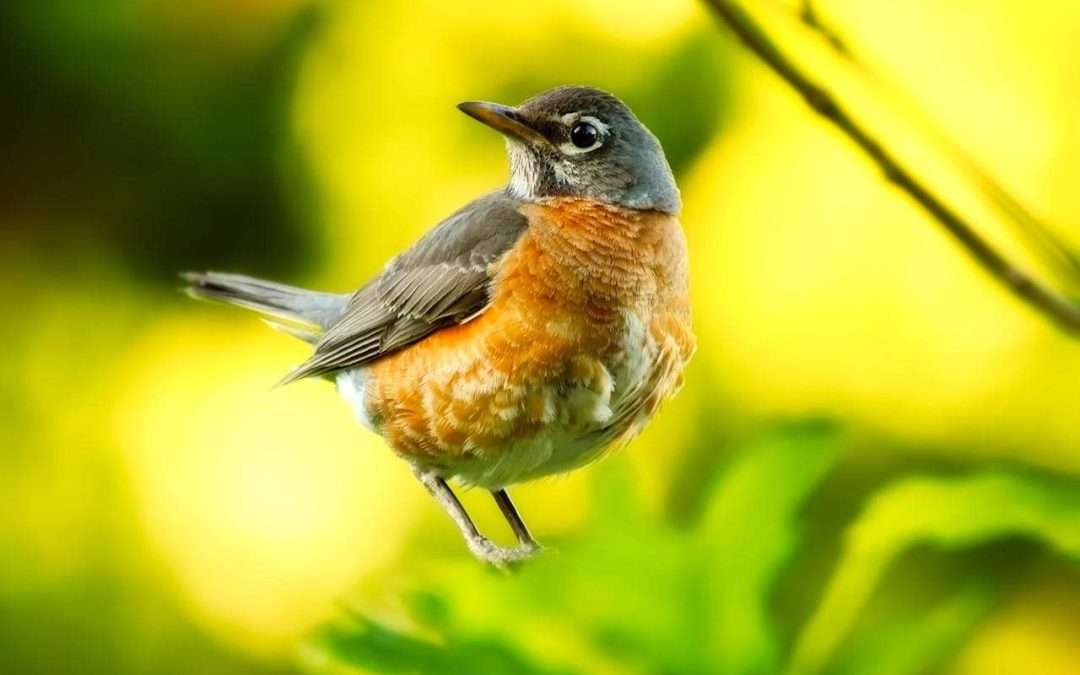 Robins Migrate. Who Knew? 