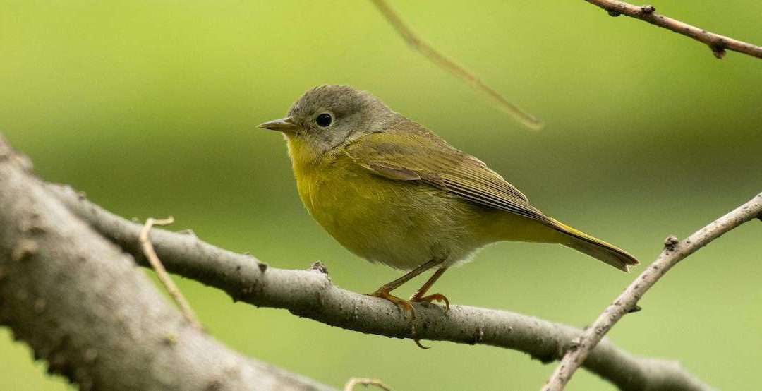 I Knew 46 Kinds of Birds. Turns Out, I Didn’t Know Squat