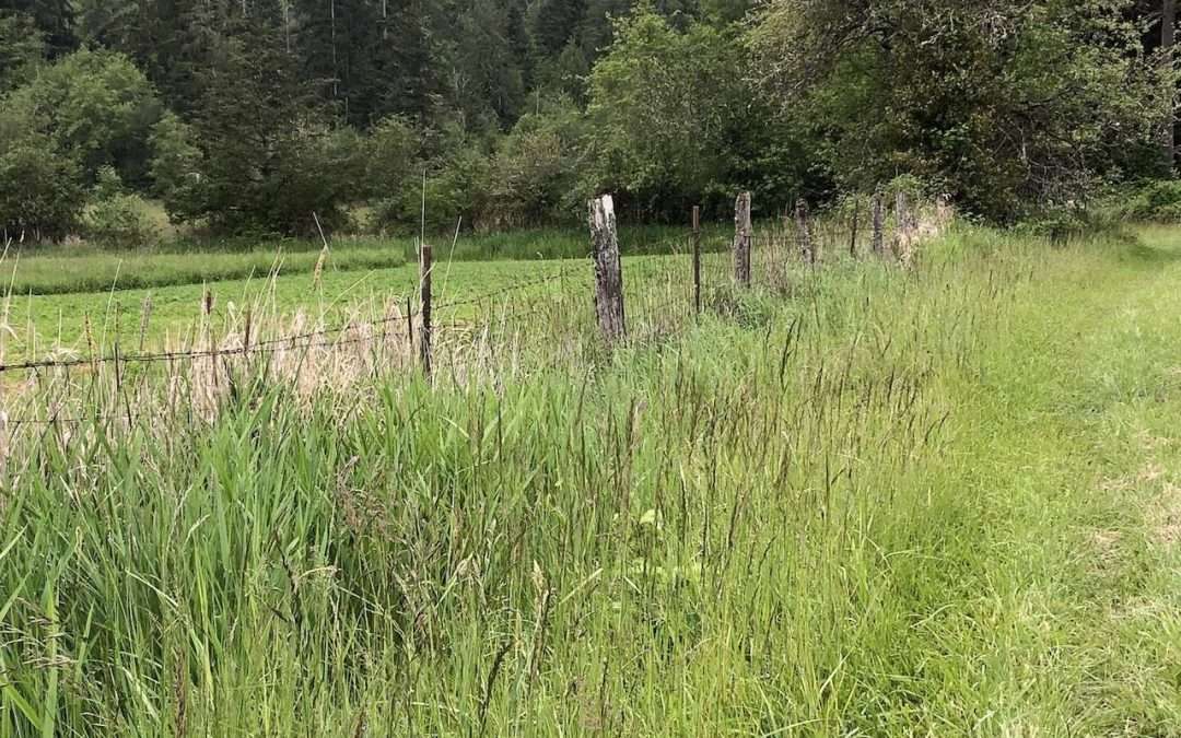 The Patience of Trees 