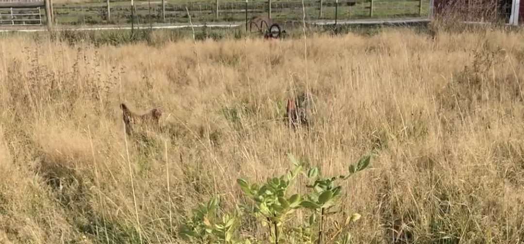 Our Chicken Yard Looks Like Crap. Here’s Why…