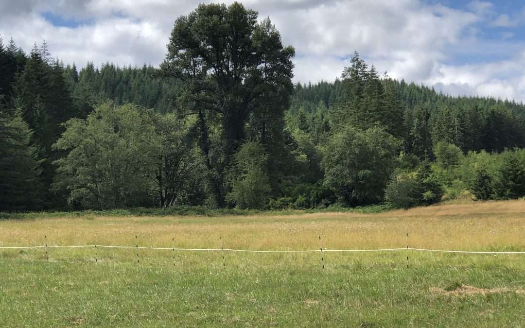 The Grass IS Greener…When You Graze It