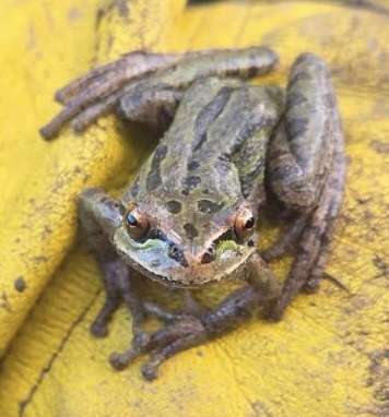 Our Pond Has Its First Residents…