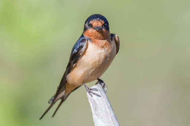 Why the Sight of These Swallows Filled Me With Awe